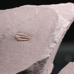 Trilobites Ellipsocephallidae