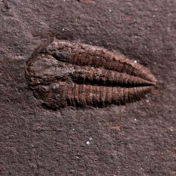 Trilobites Ellipsocephallidae