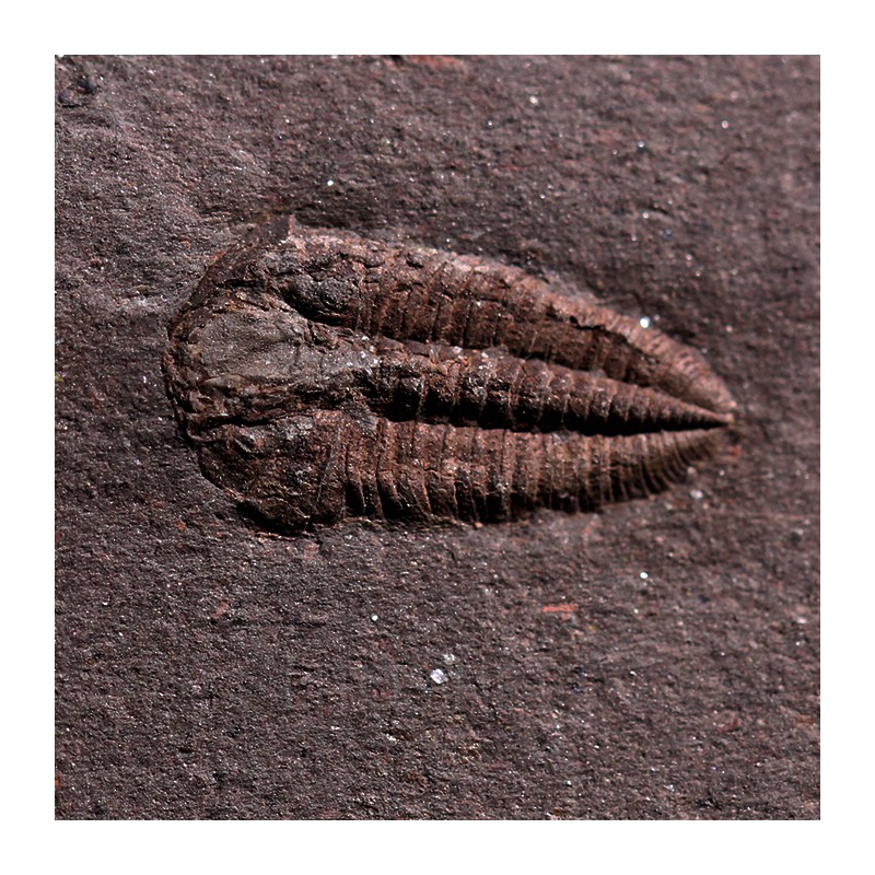 Trilobites Ellipsocephallidae