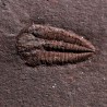 Trilobites Ellipsocephallidae