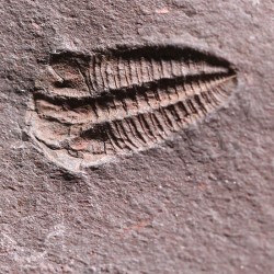 Trilobites Ellipsocephallidae