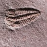 Trilobites Ellipsocephallidae