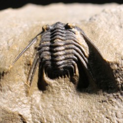 Trilobites Leonaspis s.p.