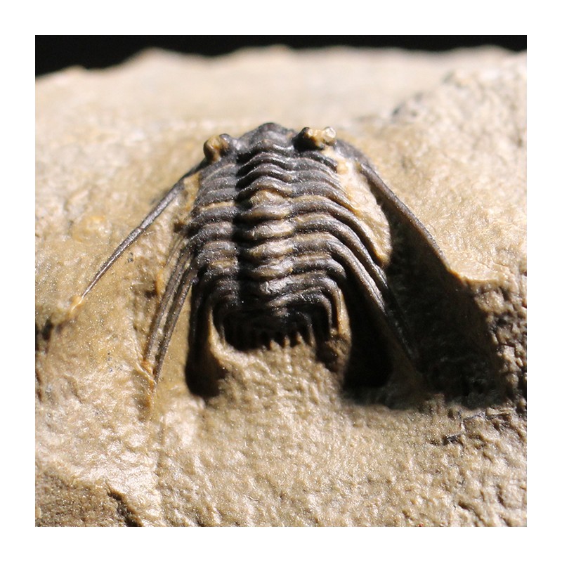 Trilobites Leonaspis s.p.