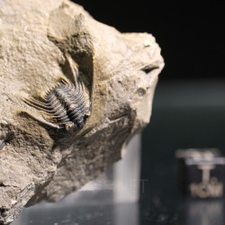 Trilobites Leonaspis s.p.