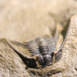 Trilobites Leonaspis s.p.