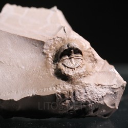 Trilobites Basseiarges mellishae