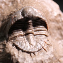 Trilobites Basseiarges mellishae