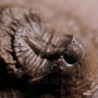 Trilobites Basseiarges mellishae