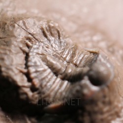 Trilobites Basseiarges mellishae