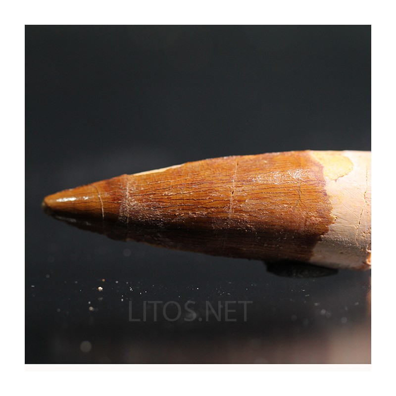 Spinosaurus aegyptiacus diente fosil