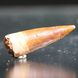 Spinosaurus aegyptiacus diente fosil