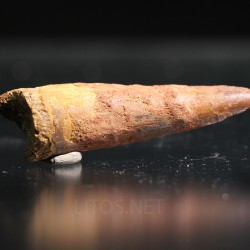 Spinosaurus aegyptiacus diente fosil