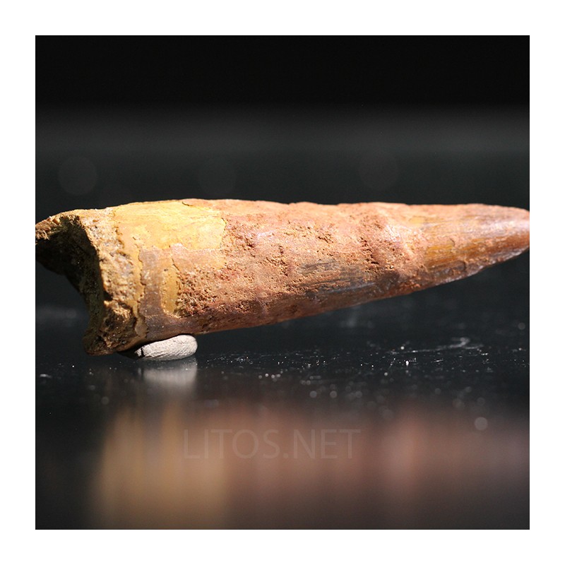 Spinosaurus aegyptiacus diente fosil