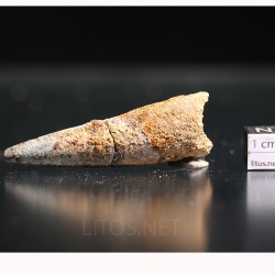 Spinosaurus aegyptiacus diente fosil