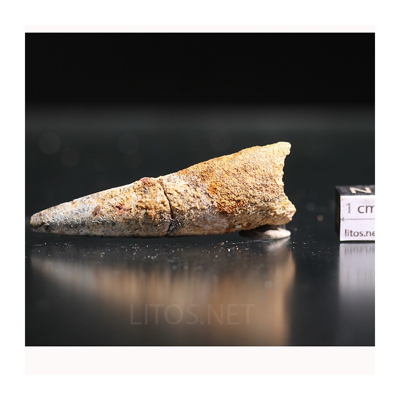 Spinosaurus aegyptiacus diente fosil