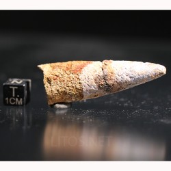 Spinosaurus aegyptiacus diente fosil