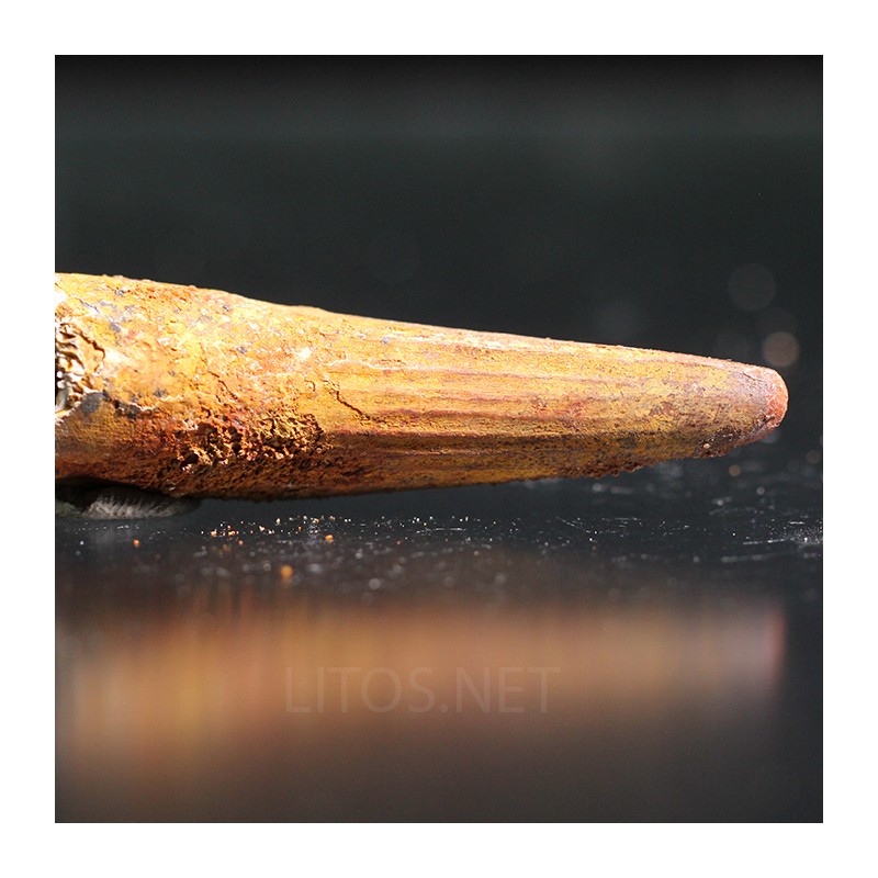 Spinosaurus aegyptiacus diente fosil