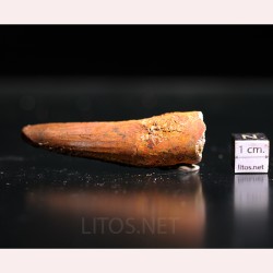 Spinosaurus aegyptiacus diente fosil