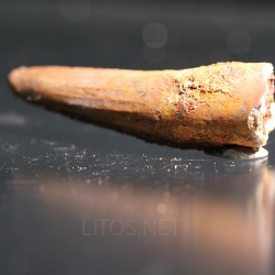 Spinosaurus aegyptiacus diente fosil