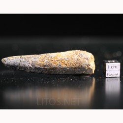 Spinosaurus aegyptiacus diente fosil