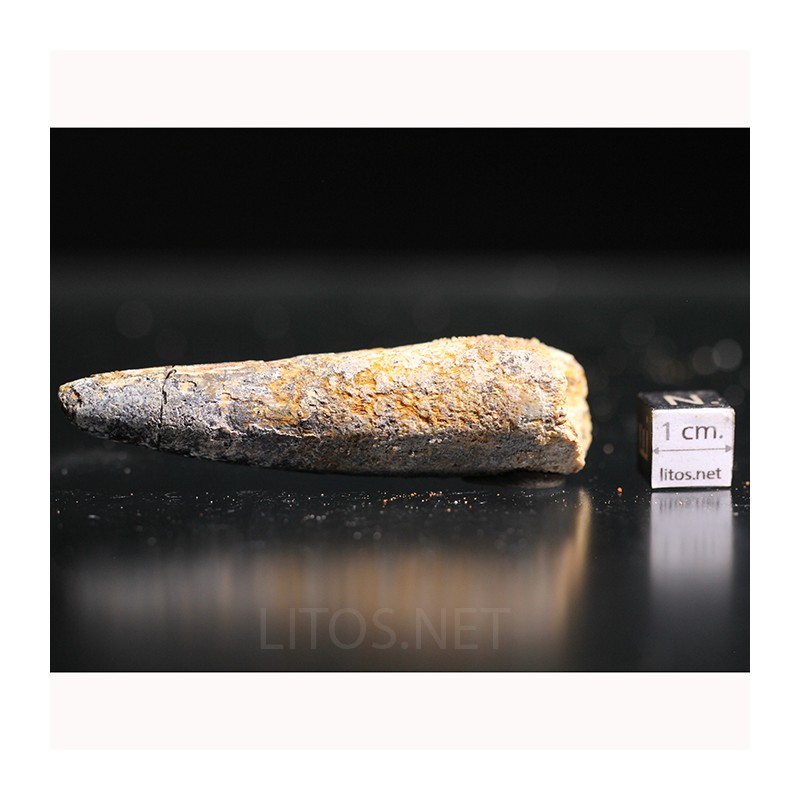 Spinosaurus aegyptiacus diente fosil