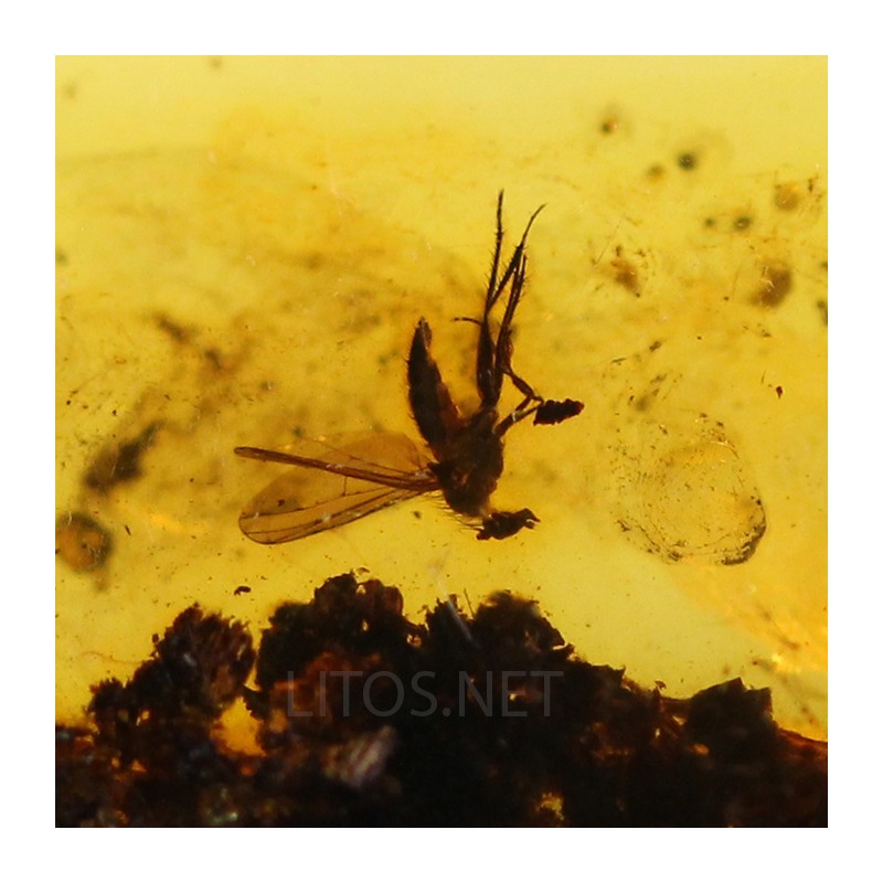 Ámbar con insectos  - Litos