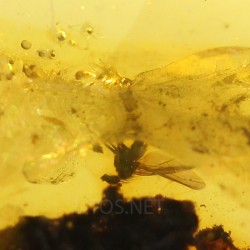 Ámbar con insectos  - Litos