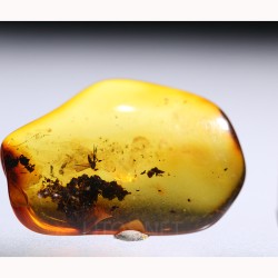 Ámbar con insectos  - Litos