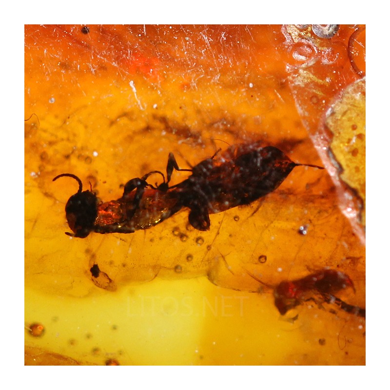 Ámbar con insectos  - Litos