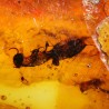 Ámbar con insectos  - Litos