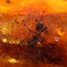 Ámbar con insectos  - Litos