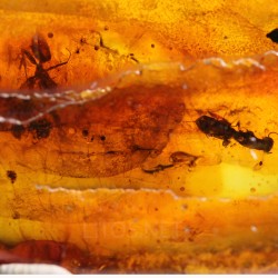 Ámbar con insectos  - Litos