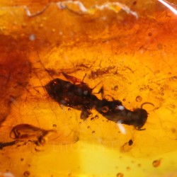 Ámbar con insectos  - Litos