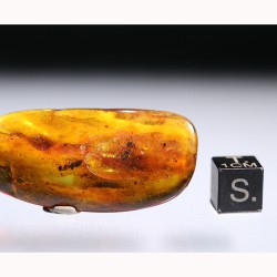 Ámbar con insectos  - Litos