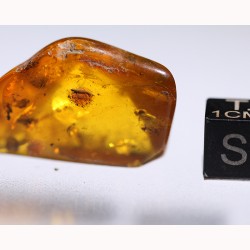 Ámbar con insectos  - Litos