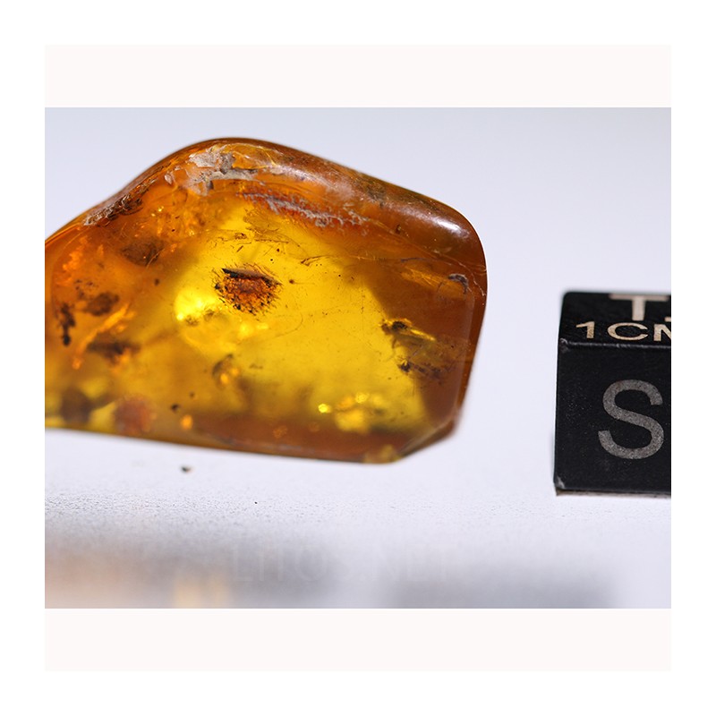 Ámbar con insectos  - Litos