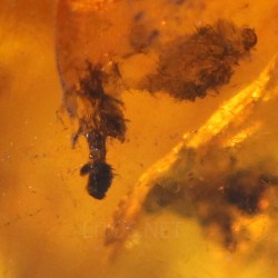 Ámbar con insectos  - Litos