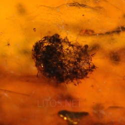 Ámbar con insectos  - Litos