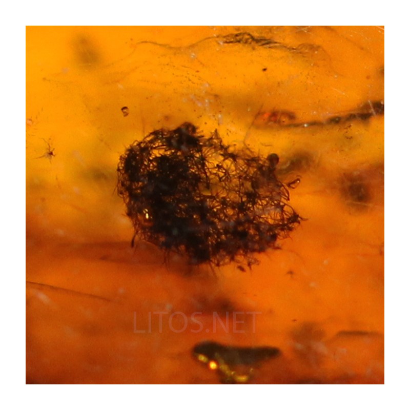 Ámbar con insectos  - Litos