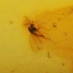 Ámbar con insectos  - Litos