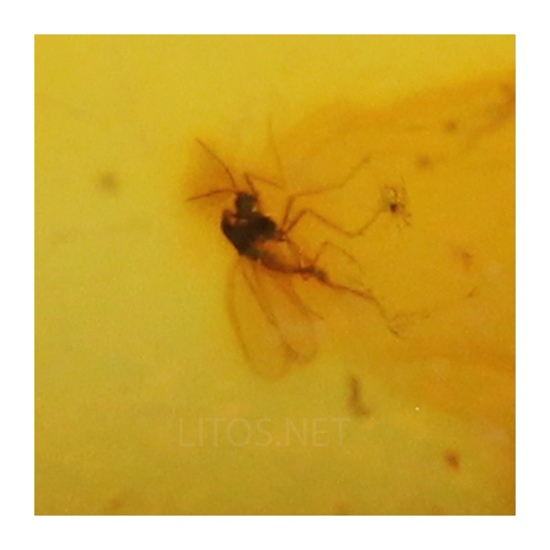 Ámbar con insectos  - Litos