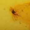 Ámbar con insectos  - Litos