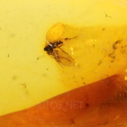 Ámbar con insectos  - Litos