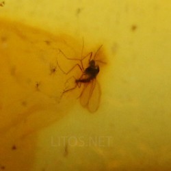 Ámbar con insectos  - Litos