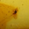 Ámbar con insectos  - Litos