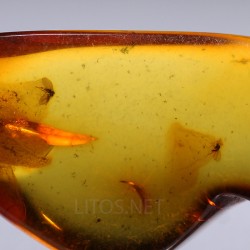 Ámbar con insectos  - Litos