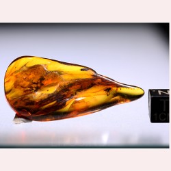 Ámbar con insectos  - Litos