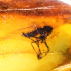 Ámbar con insectos  - Litos