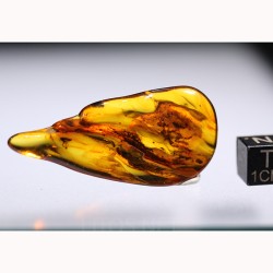 Ámbar con insectos  - Litos